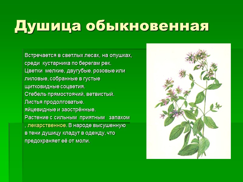 Душица обыкновенная Встречается в светлых лесах, на опушках, среди  кустарника по берегам рек.